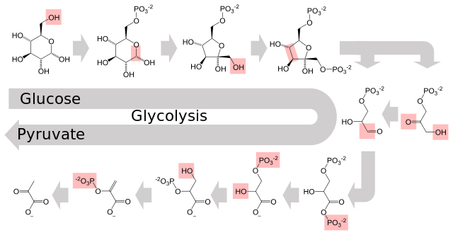 The metabolic pathway of glycolysis releases energy by converting glucose to pyruvate via a series of intermediate metabolites. Each chemical modification (red box) is performed by a different enzyme.