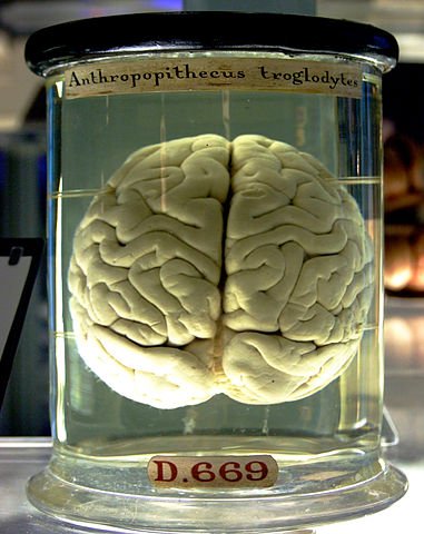 A chimpanzee brain at the Science Museum London. The label "Anthropopithecus troglodytes" includes the deprecated synonym Anthropopithecus of the current chimpanzee genus designation Pan.