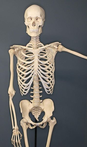 A human skeleton on exhibit at the Museum of Osteology, Oklahoma City, Oklahoma