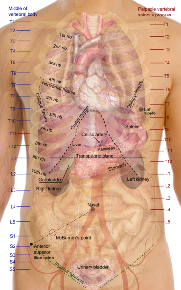 Images showing the human trunk, with positions of the organs show, and kidneys seen at the vertebral level of T12 to L3.