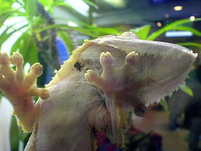Gecko climbing a glass surface as a result of Van der Waals force.