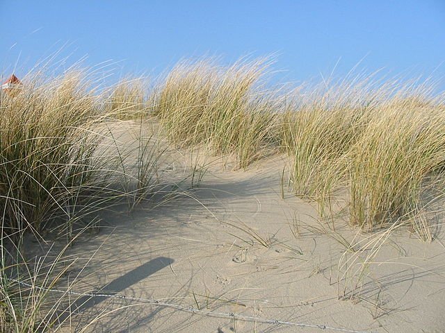 European marram grass  Dunes near The Hague, February
