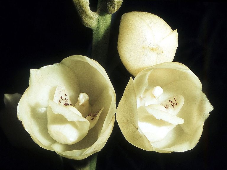 Peristeria elata Orchi 11