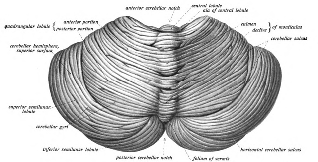 View of the cerebellum from above and behind
