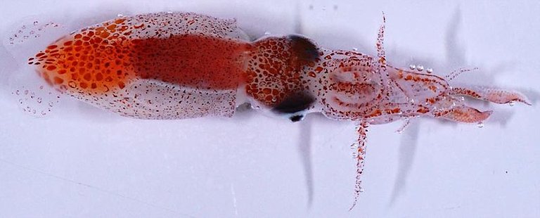 paralarva