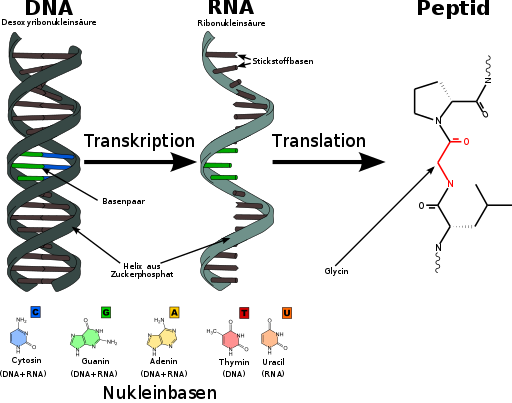 DNA-RNA-Peptide ABCC11 WT