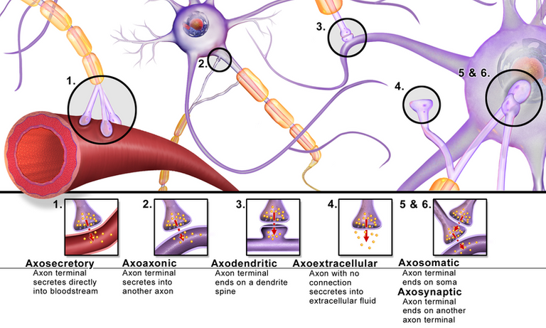 Different types of synapses
