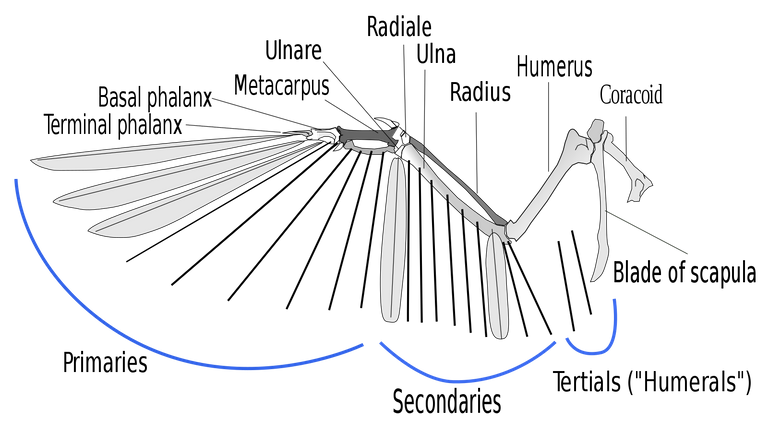 wing