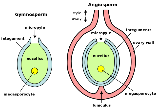 Plant ovules: Gymnosperm ovule on left, angiosperm ovule (inside ovary) on right