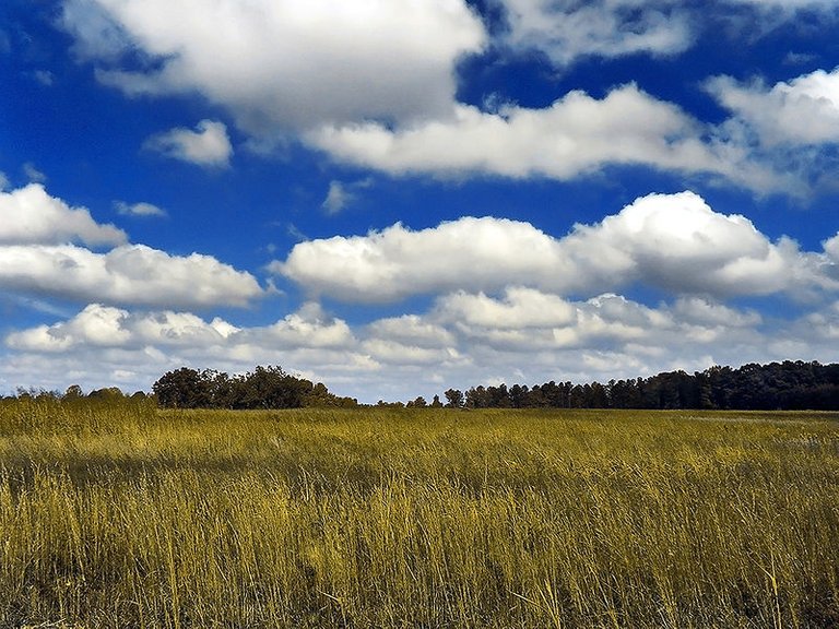 Stadko cumulusów