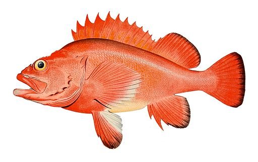 Red rockfish