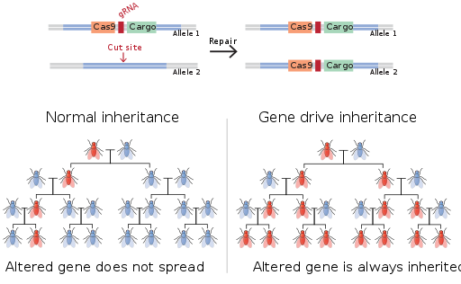 https://commons.wikimedia.org/wiki/File:Gene_drive.svg