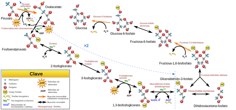 Gluconeogenesis-es.svg