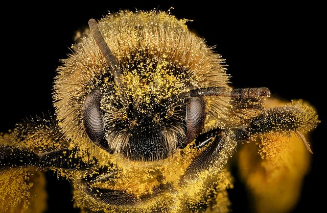 Melissodes desponsus covered in pollen