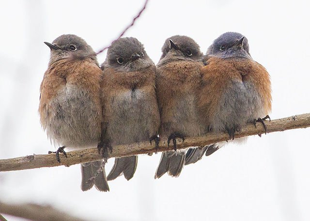 During cold weather many animals increase their thermal inertia by huddling.