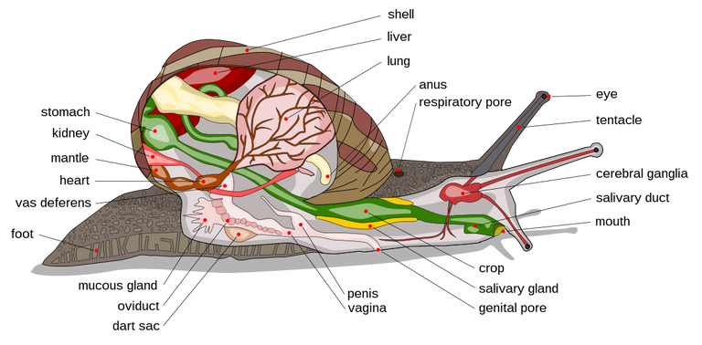 Snail anatomy