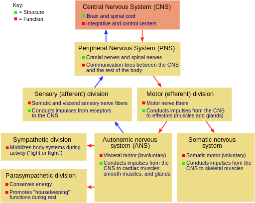 Diagram showing the major divisions of the vertebrate nervous system.