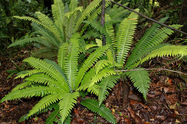 Ferns