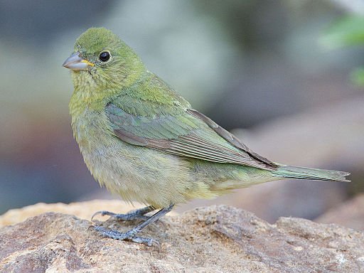 Painted Bunting Female by Dan Pancamo