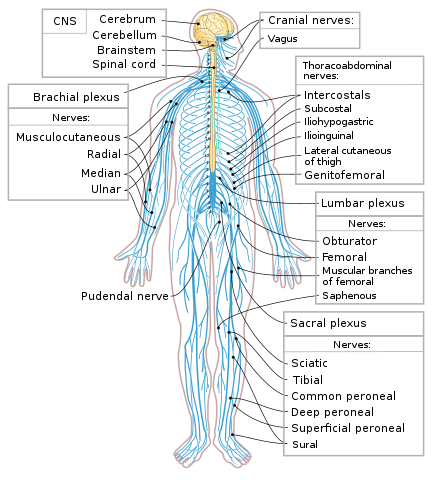 A diagram of the human nervous system.