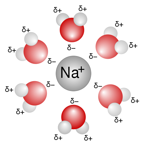 The first solvation shell of a sodium ion dissolved in water.