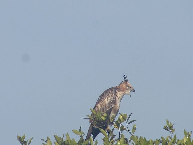 A photo of a big bird taken in the very early morning, I have no clue what kind of bird it is