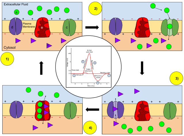 Membrane Permeability of a Neuron During an Action Potential