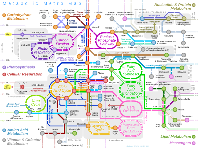 Metabolic pathway