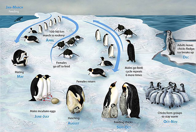 The life-cycle of the emperor penguin