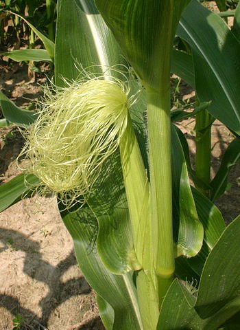 Female inflorescence, with young silk maize.