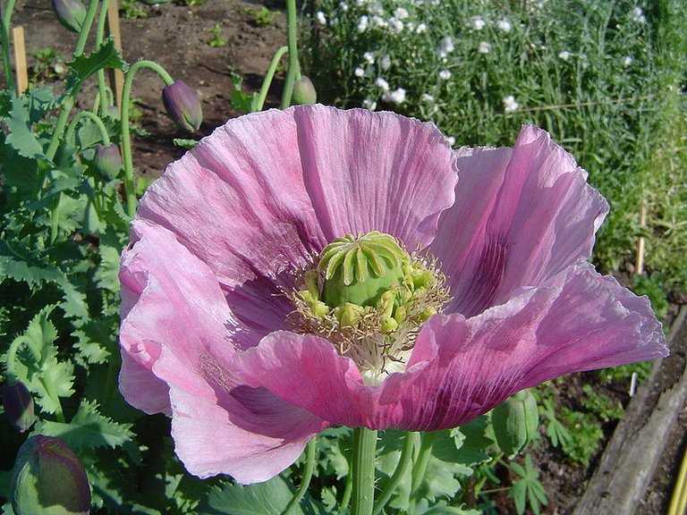 Poppy