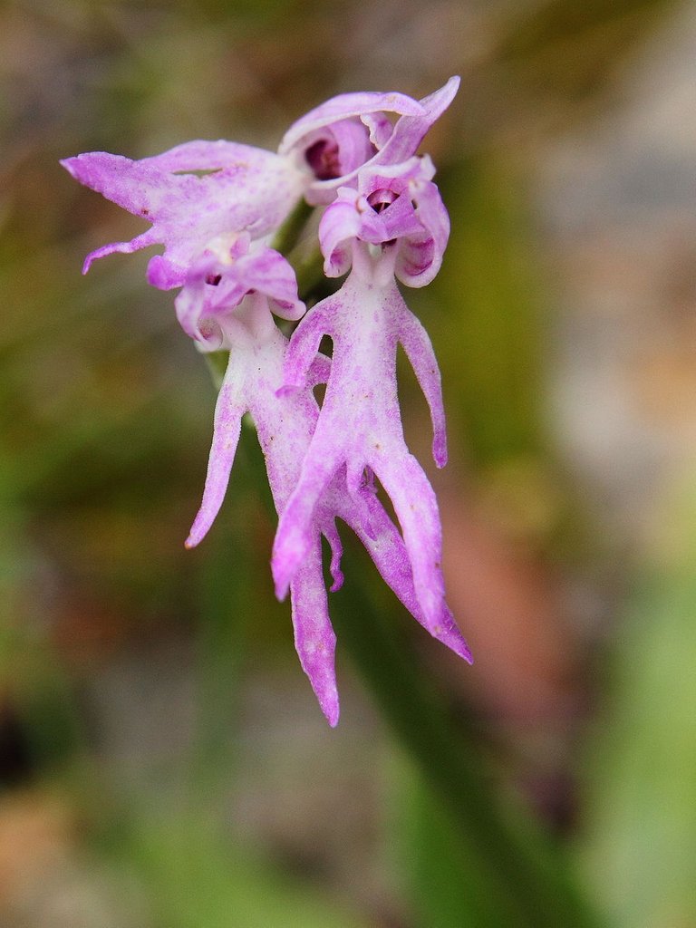 Orchis italica 042