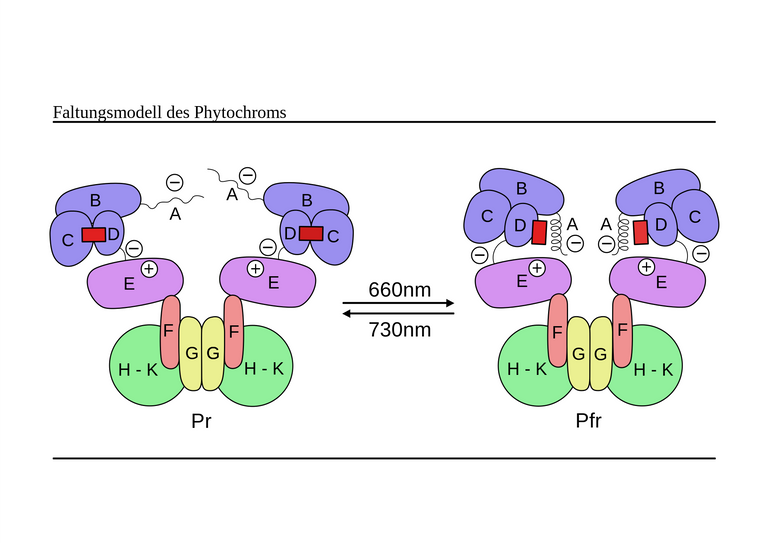 Example of phytochrome changing conformation