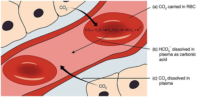 Carbon dioxide, a by-product of cellular respiration, is dissolved in the blood, where it is taken up by red blood cells and converted to carbonic acid by carbonic anhydrase. Most of the carbonic acid then dissociates to bicarbonate and hydrogen ions.