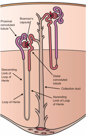 A diagram of the Nephron