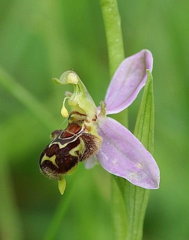 One type of automatic self-pollination occurs in the orchid Ophrys apifera. One of the two pollinia bends itself towards the stigma.