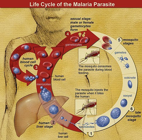 The life cycle of malaria parasites. A mosquito causes an infection by a bite. First, sporozoites enter the bloodstream, and migrate to the liver. They infect liver cells, where they multiply into merozoites, rupture the liver cells, and return to the bloodstream. The merozoites infect red blood cells, where they develop into ring forms, trophozoites and schizonts that in turn produce further merozoites. Sexual forms are also produced, which, if taken up by a mosquito, infects the insect and continue the life cycle.