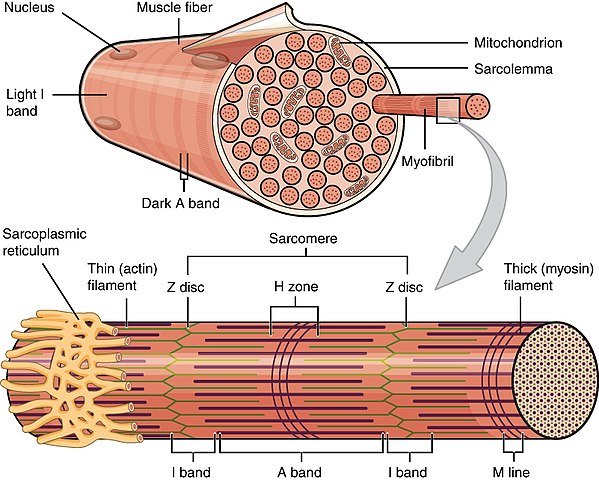 A skeletal muscle fiber is surrounded by a plasma membrane called the sarcolemma, which contains sarcoplasm, the cytoplasm of muscle cells. A muscle fiber is composed of many fibrils, which give the cell its striated appearance.