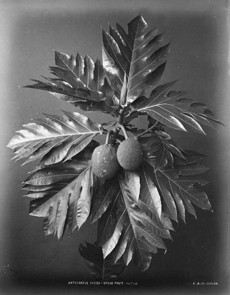 A black-and-white photo of a breadfruit, c. 1870