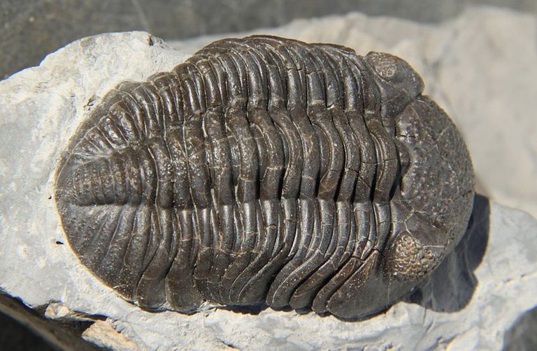 Imagen de Trilobite