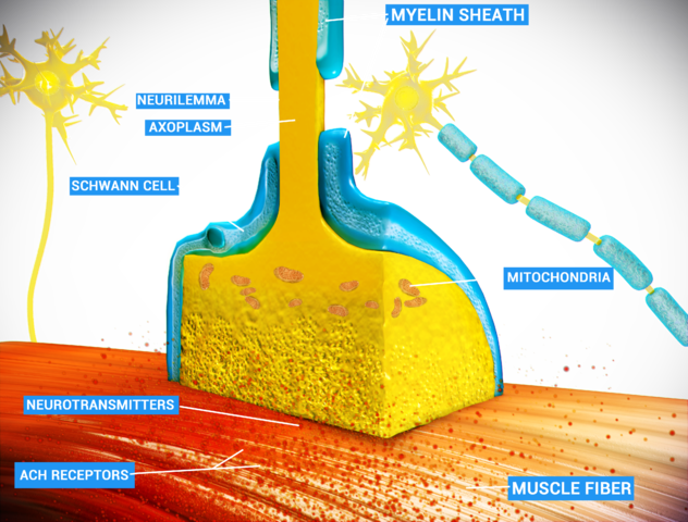 An example of chemical synapse by the release of neurotransmitters like acetylcholine or glutamic acid