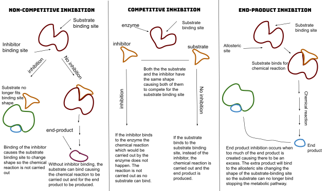 A figure comparing the three types of enzyme inhibitors and how they work in regards to substrate binding sites and inhibitors binding sites.