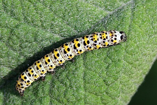 Mullein moth caterpillar (Cucullia verbasci)
