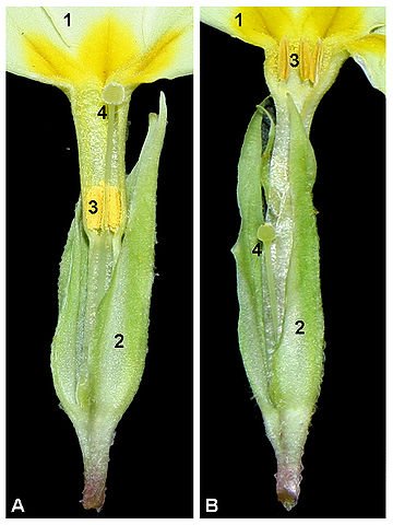 Dissection of pin (A) and thrum (B) flowers: 1. Corolla (petals) 2. Calyx (sepals) 3. Stamen 4. Pistil