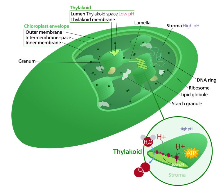 Chloroplast diagram