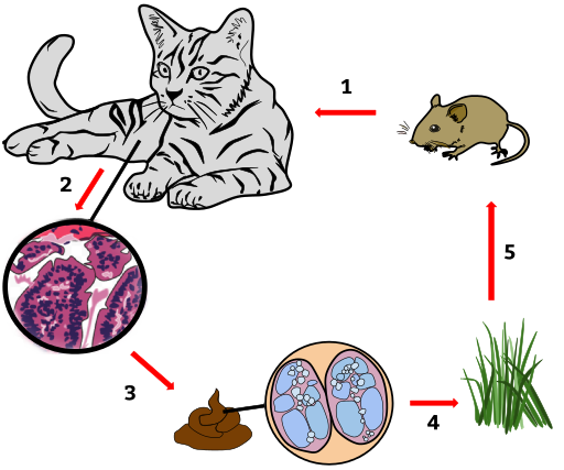 https://commons.wikimedia.org/wiki/File:Toxoplasmosis_Cycle%281%29