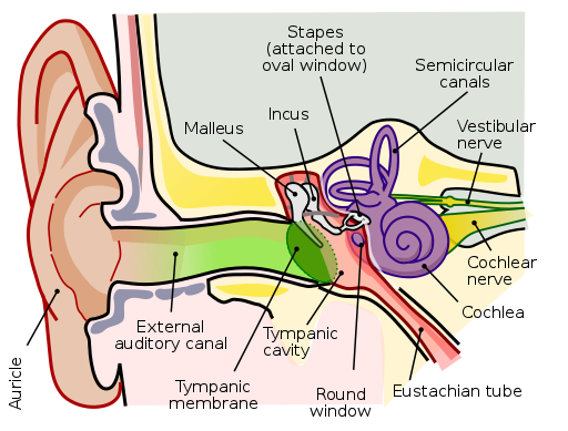 https://commons.wikimedia.org/wiki/File:Anatomy_of_the_Human_Ear