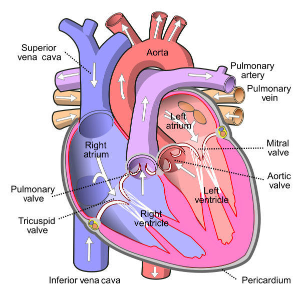 The heart, showing valves, arteries and veins. The white arrows show the normal direction of blood flow.