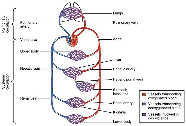 The systemic circulation and capillary networks shown and also as separate from the pulmonary circulation