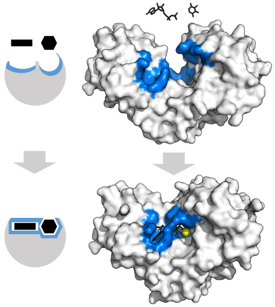 Enzyme changes shape by induced fit upon substrate binding to form enzyme-substrate complex. Hexokinase has a large induced fit motion that closes over the substrates adenosine triphosphate and xylose. Binding sites in blue, substrates in black and Mg2+ cofactor in yellow. (PDB: 2E2N, 2E2Q)